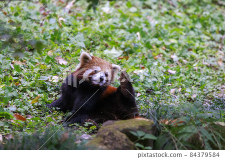 紅熊貓多摩動物園 84379584