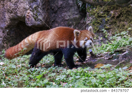 Red Panda Tama Zoo 84379707