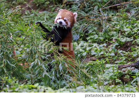 Red Panda Tama Zoo 84379715