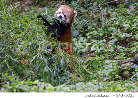 紅熊貓多摩動物園 紅熊貓多摩動物園 84379723