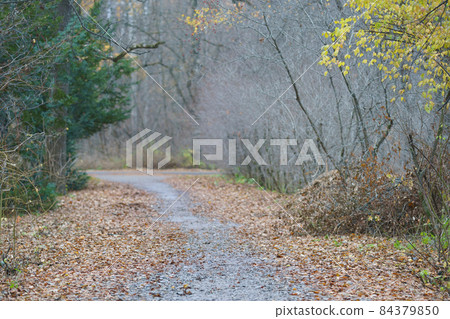 Photography of Russian country road in rainy day. Autumn landscape in Moscow region. Natural parkland. Concepts of travel and touristic mood and beauty of nature in bad wet weather. Photography of Russian country road in rainy day. Autumn landscape in Moscow region. Natural parkland. Concepts of travel and touristic mood and beauty of nature in bad wet weather. 84379850