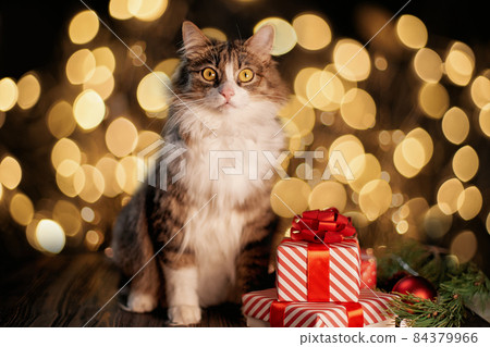 cat and boxes with gifts on the background of Christmas lights . cat and boxes with gifts on the background of Christmas lights . 84379966