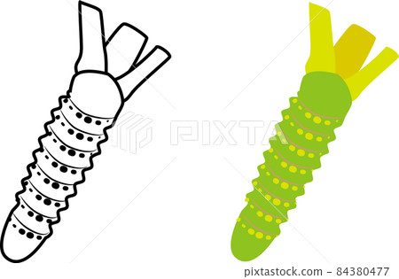 Wasabi line drawings and illustrations Wasabi line drawings and illustrations 84380477