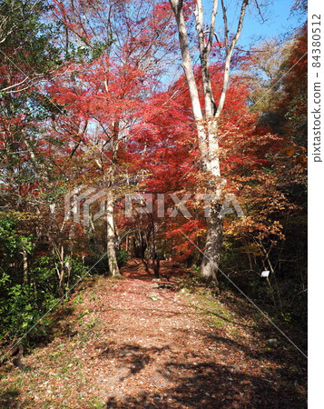 JR Fukuchiyama Line abandoned line floor route of autumn leaves 84380512