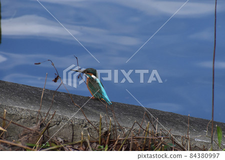 Kingfisher that came to the autumn park Kingfisher that came to the autumn park 84380997