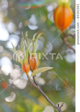 Natural coloring (gardenia jasminoides) 84381081