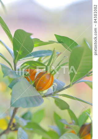 Natural pigments for dyeing and coloring (gardenia nuts) 84381082