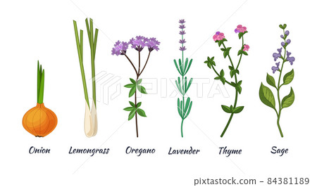 Culinary herbs set. Natural culinary herbs and spices for cooking, eating, food. Green eco-friendly clean fragrant herbs. Lemongrass, onion, lavender, oregano, thyme, sage 84381189