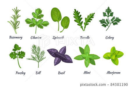 Culinary herbs set. Natural culinary herbs and spices for cooking, eating, food. Rosemary, cilantro, spinach, parsley, rucolla, celery, dill, basil, mint, marjoram, Culinary herbs set. Natural culinary herbs and spices for cooking, eating, food. Rosemary, cilantro, spinach, parsley, rucolla, celery, dill, basil, mint, marjoram, 84381190