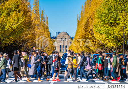 Tokyo cityscape of Japan Overlooking the golden-colored Jingu Gaien Ginkgo trees Tokyo cityscape of Japan Overlooking the golden-colored Jingu Gaien Ginkgo trees 84381554