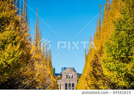 日本東京城市景觀 俯瞰金色神宮外苑銀杏樹 84381619