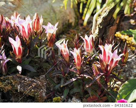 Gentian flowers Gentian flowers 84381622