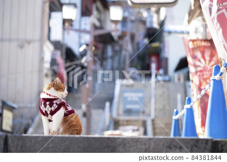 貓和伊香保 貓和伊香保 84381844