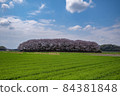 櫻花和稻田 84381848