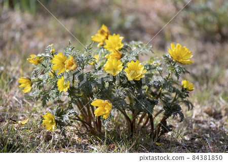 阿多尼斯 84381850