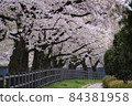 櫻桃樹 84381958