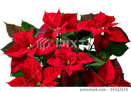 Poinsettia or Christmas Eve flower isolated on white 84382678
