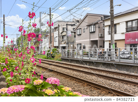 [Setagaya, Tokyo] Hollyhock flowers blooming on the Tokyu Setagaya Line in the residential area of Gotokuji. 84382715