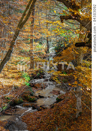 Autumn forest - the stream flows among the beech trees Autumn forest - the stream flows among the beech trees 84383092