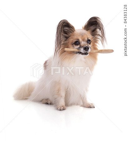 Continental toy spaniel, papillon Dog with a wooden spoon in the mouth 84383128