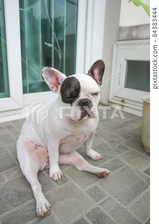 dog or french bulldog, French bulldog or old dog or sleepy french bulldog dog or french bulldog, French bulldog or old dog or sleepy french bulldog 84383444
