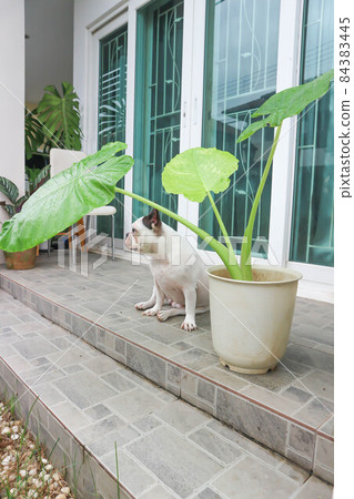 Alocasia macrorrhizos and French bulldog or a dog and plants 84383445