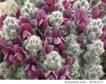 Tiny purple spring flowers growing in the Everest National Park, Nepal. 84383571