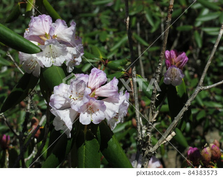 Pink blooming rhododendron in the Everest National Park, Nepal. 84383573