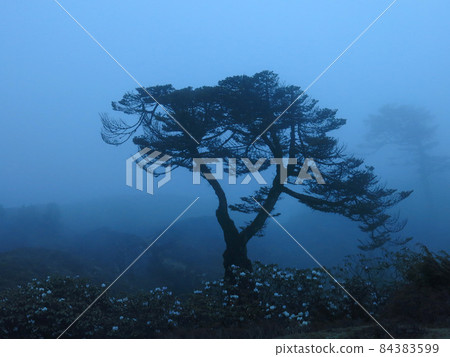 Beautiful shaped tree on a misty evening 84383599