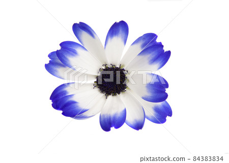 Pericallis senetti isolated 84383834