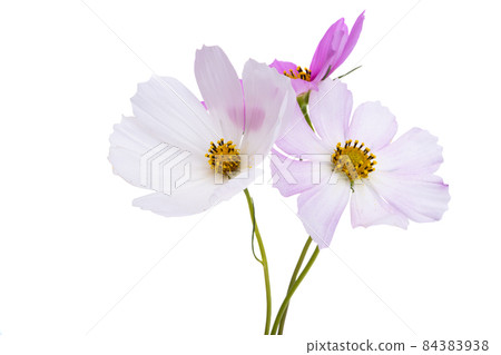 kosmeya flower isolated kosmeya flower isolated 84383938