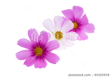 kosmeya flower isolated kosmeya flower isolated 84383939
