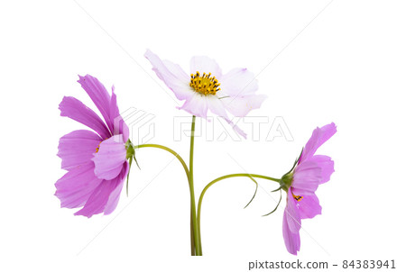 kosmeya flower isolated kosmeya flower isolated 84383941
