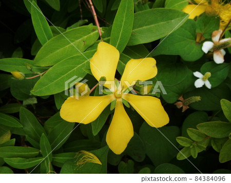 Close-up of the flower of the younger brother Kirikusa blooming in the flowerbed Close-up of the flower of the younger brother Kirikusa blooming in the flowerbed 84384096