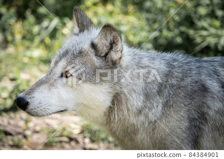 Portrait of a wolfdog in its forest natural habitat, Canadian Rockies, Canada 84384901