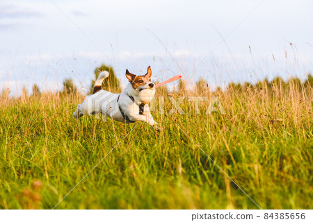 Active happy dog fetches game running through grass field. Jack Russell Terrier playing with toy. 84385656