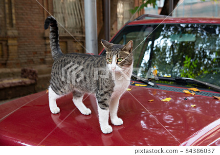 A funny cat with a white chest and paws. Homeless cats on the streets of Tbilisi A funny cat with a white chest and paws. Homeless cats on the streets of Tbilisi 84386037
