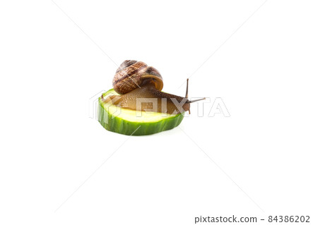 Garden snail ,isolated on white 84386202