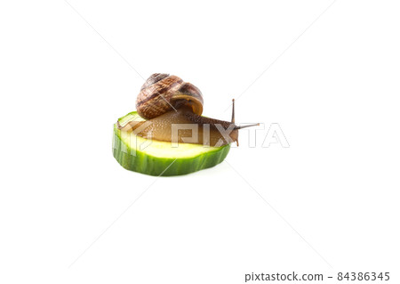 Garden snail ,isolated on white 84386345