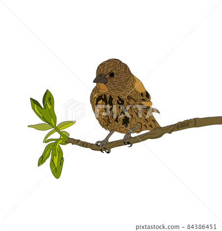 Fox Sparrow on a branch, isolated on white. Set of realistic birds. 84386451