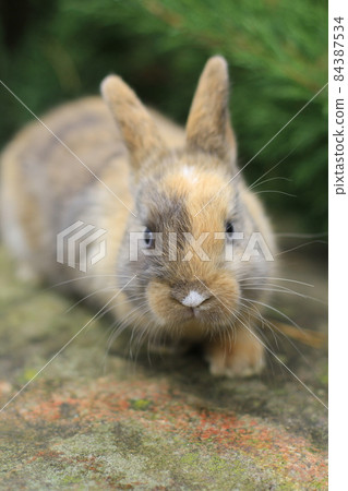 grey rabbit with blue eyes sitting on a rock. 84387534