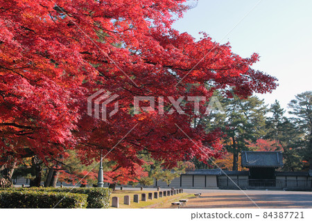 京都御苑秋葉 京都御苑秋葉 84387721