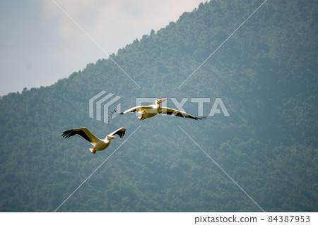 Two beautiful white pelicans flying together over Lush Green Tropical Forest Two beautiful white pelicans flying together over Lush Green Tropical Forest 84387953