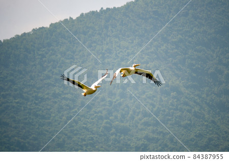 Two beautiful white pelicans flying together over Lush Green Tropical Forest 84387955