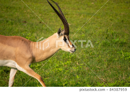 Closeup of Grants Gazelle, scientific name: Gazella granti, robertsi or Swala granti in Swaheli, in the Ngorogoro National park, Tanzania 84387959
