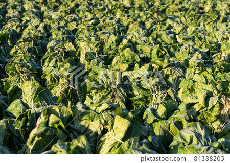 Chinese cabbage cultivation where frost has begun to melt (December) Overwintering 84388203