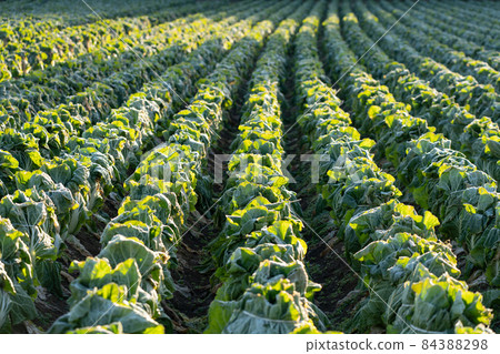 霜開始融化的大白菜栽培(12月)越冬 霜開始融化的大白菜栽培(12月)越冬 84388298