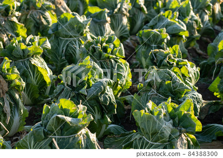 Chinese cabbage cultivation where frost has begun to melt (December) Overwintering Chinese cabbage cultivation where frost has begun to melt (December) Overwintering 84388300