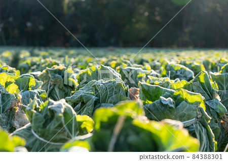 Chinese cabbage cultivation where frost has begun to melt (December) Overwintering 84388301