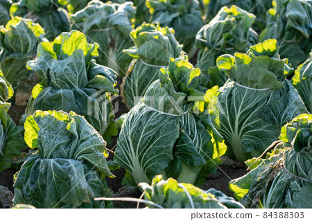 霜開始融化的大白菜栽培(12月)越冬 霜開始融化的大白菜栽培(12月)越冬 84388303